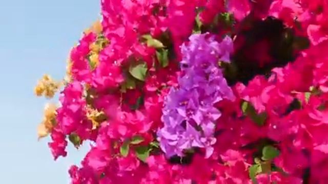 Beautiful Bougainvillea Flower | Free HD Video Clips & Stock Video No Copyright смотреть онлайн
