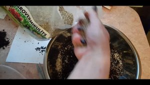 ХОСТЫ ИЗ СЕМЯН. КАК И КОГДА СЕЯТЬ.