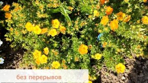 Цветет все лето. Хиты "лейтяйского" сада-Лапчатка Белла Сол.