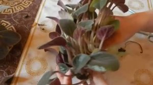 Обрезка фиалки (старого растения), выпадающей из горшка. Сенполии уход.