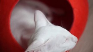 ПОЧЕМУ КОШКА ПЕРЕСТАЛА ХОДИТЬ В ЛОТОК?