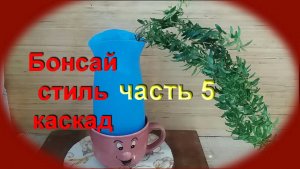 5.Бонсай из Мирта в стиле Кенгай формировка в конце лето. часть 5