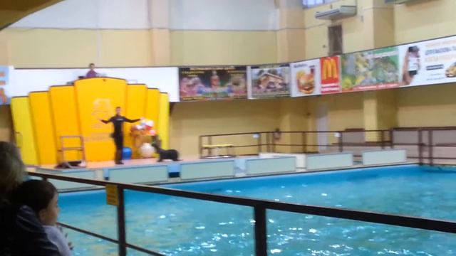 Геленджикский дельфинарий 2015 смотреть онлайн