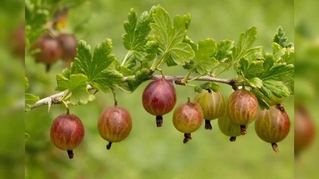 3 старых способа как всегда, получать большой урожай Крыжовника