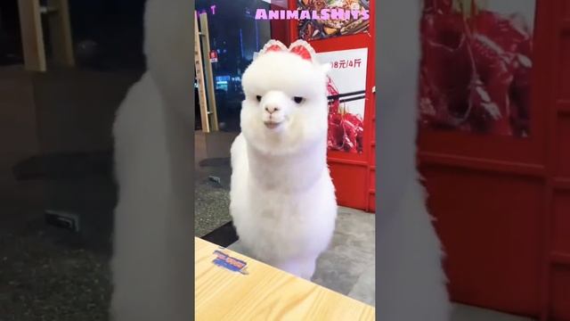 Красотка ? ЛАМА ? Лучшие Смешные ? Животные #shorts #lama #животные смотреть онлайн