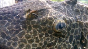 Парчовый сом