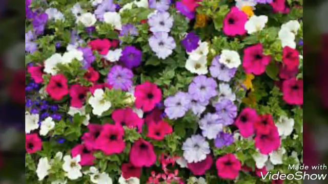 Good Morning With Beautiful winter Flower Petunia смотреть онлайн