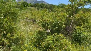 Крым Заброшенные  Лавандовые поля вид на г Алушта