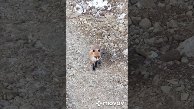 ?лиса?