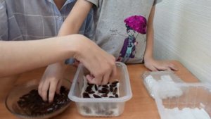 Финиковая пальма из косточки. Финики из косточки. Юные садоводы