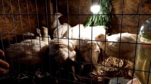 Как быстро поднять индюшат. Содержание и кормление.