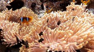 Выгодные туры в Шарм Эль Шейх