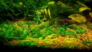 Мой аквариум 45 литров обзор и содержание креветки Жёлтый неон расплодились Neocaridina Yellow neon