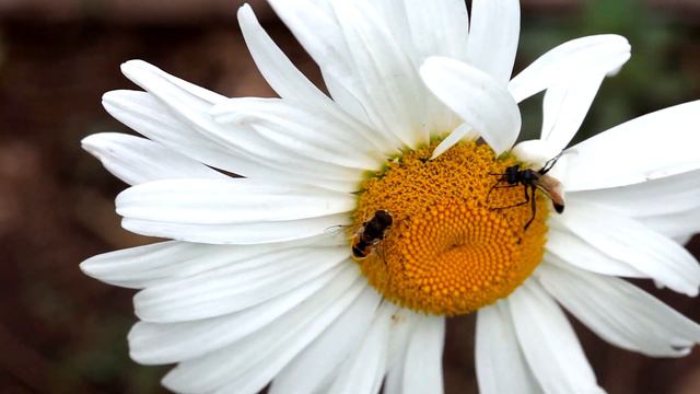 Кафешки для насекомых смотреть онлайн