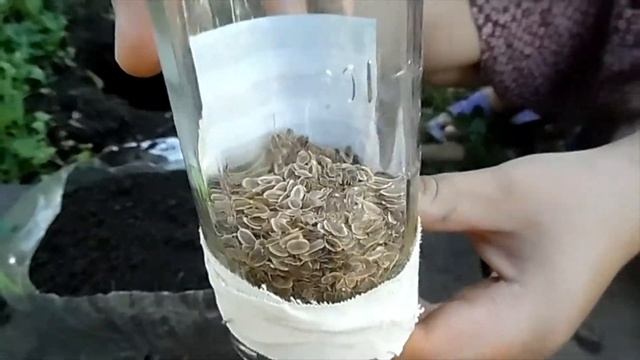 Выращивание укропа в 5-литровой бутыли.