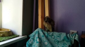 Совёнок ушастой совы Чуфырька зовёт семью. Голос ушастого совёнка.