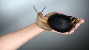 5 причин завести гигантскую африканскую улитку