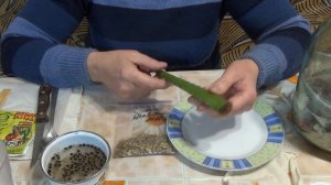 Стратифицируем семена гибискуса сирийского.