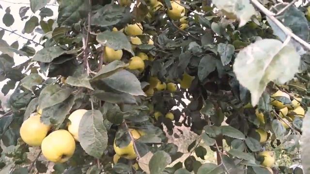 Яблуня Кальвіль Сніговий (Snezhnyy Kalvil) - український сорт пізньозимового терміну дозрівання смотреть онлайн