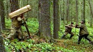 «Чёрные шишкари» могут сесть на 12 лет за контрабанду кедрового ореха за границу