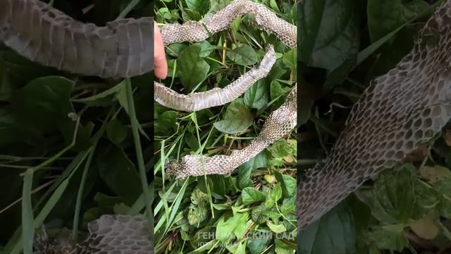 Нашли змею в траве у дома смотреть онлайн