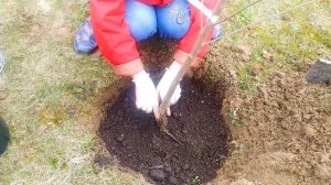 ЧЕРЕШНЯ - ТЮТЧЕВКА/ПОСАДКА ПЛОДОВЫХ ДЕРЕВЬЕВ/ДАЧА И САД