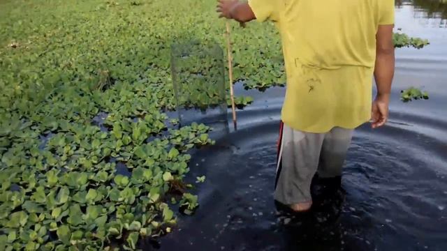 Wow!!! catch fish by trap at lake | amazing fishing videos ловит рыбу, рыбалка видео, จับปลา 2017 смотреть онлайн