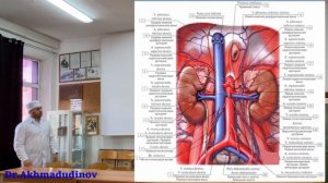 Мочеточники. Топографическая анатомия. Ахмадудинов А.М.