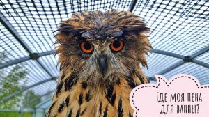 Сова Ёль любит симметрию и гармонию во всём: намокла голова - надо мочить лапы!