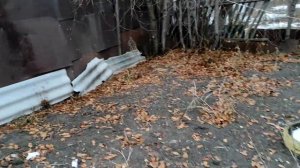 Посадили грибы Семена Мицелий Опенок Луговой