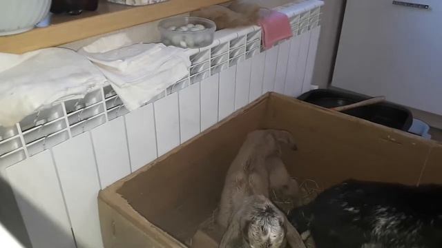 Это моя история про...козлят. Они родились смотреть онлайн