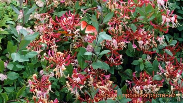 Жимолость приморская Белгика Селект (lonicera) ? обзор: как сажать, саженцы жимолости Белгика Селек смотреть онлайн