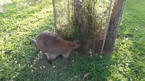 Кенгуру с кенгурёнком в сумке