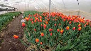 Выгонка тюльпанов к 8 марта 25.02.2021