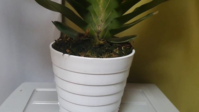 Angraecum Veitchii описание и уход. смотреть онлайн