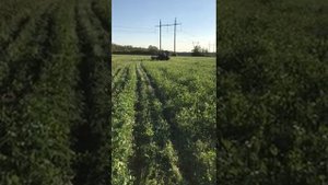 Большой урожай! Прямой посев подсолнечника на горох