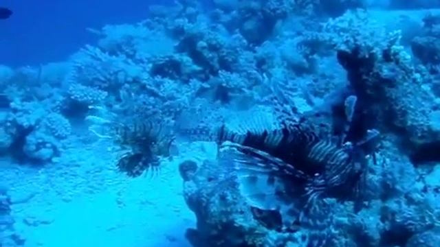 Дайвинг в Хургаде. Diving in Hurgada.