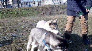 Щенки Хаски с документами FCI  в надежные руки