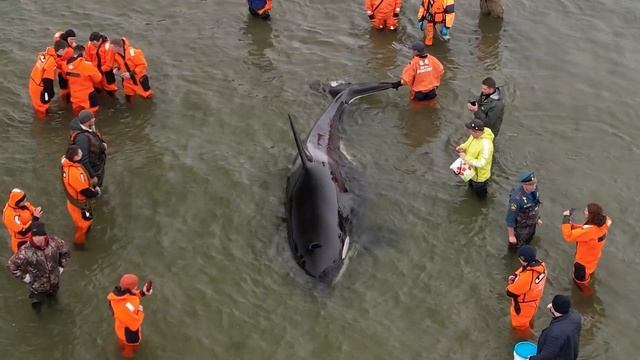 в бухте Гертнера во время сильного отлива застрял детеныш косатки. смотреть онлайн