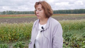 Болезни и вредители свеклы столовой. Защита свеклы от вредителей и болезней.