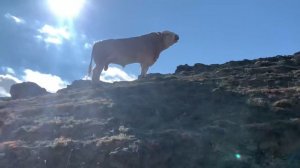 Большой бык симментальской породы