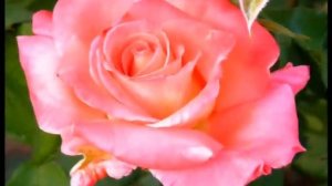 Екатерина Шаврина - Роза и георгин