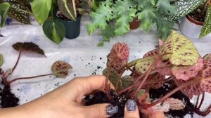 КАК СПАСТИ БЕГОНИЮ ОТ ГИБЕЛИ???