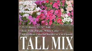 CLARKIA GODETIA COLORFUL TALL MIX  FLOWER SEEDS on  www.MySeeds.Co