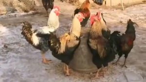 Юрловские Голосистые петухи