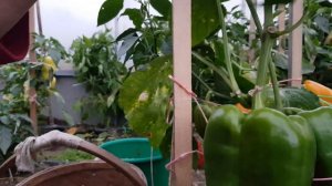 Перец Мамонтенок 11.09.22