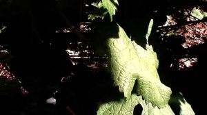 Сорт винограда "Назарий" - сезон 2019 # Grape sort "Nazarij"