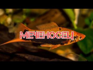 МЕЧЕНОСЦЫ. СОДЕРЖАНИЕ И РАЗВЕДЕНИЕ В АКВАРИУМЕ