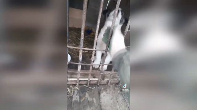 Новогодняя подборка смешных животных)