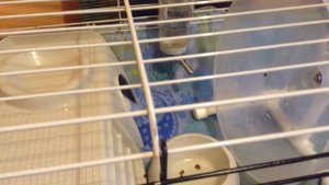 Чем Кнопик занимается в клетке!?  Карликовый африканский ежик:)